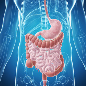 Stomaco ed intestino